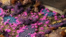 Load image into Gallery viewer, Tiny Tufts Alien Neon - Tiny

