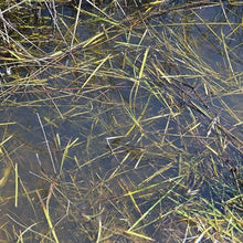 Load image into Gallery viewer, AK8008 - Still Water
