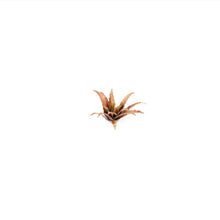 Load image into Gallery viewer, Laser Plants - Red Aloe
